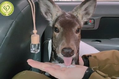 Видны одни уши: пугливая гостья неожиданно забрела в Невельск пресс-служба фонда &quotЗеленый Сахалин&quot