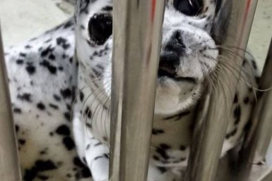 Ван Зайчик остаётся с нами: малыша тюленя с перевёрнутым носом спасли от эвтаназии