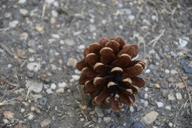 Не мусор, а золото для почвы: зачем хитрые дачники собирают шишки весной