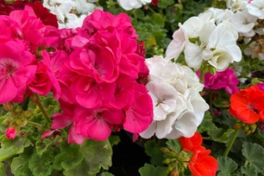 Герань зацветет как бешеная: 1 аптечная таблетка — буйное цветение до самых заморозков