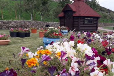 Забор станет живой картиной - эти цветы будут цвести, словно по волшебству, все лето: 3 варианта