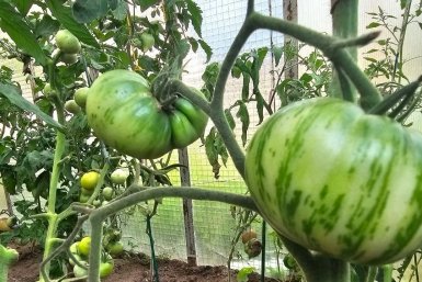 Как богатыри в миниатюре: низкорослые кусты, дающие томаты‑гиганты для открытого грунта