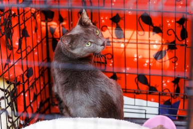 Почему кошка поворачивается к вам задом - глубокий смысл жеста на языке кошачьего этикета