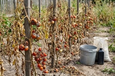 Смертельная подкормка: от каких удобрений помидоры становятся мелкими и безвкусными