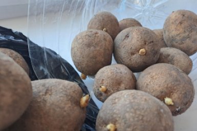 Как прорастить картофель: на свету или в темноте? Агроном поставил точку в "дачном" вопросе