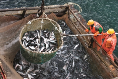 Колымчан приглашают к участию в обсуждении квот на вылов Источник