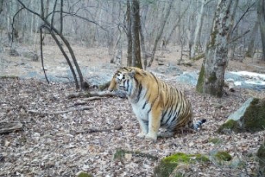 Очень плотный обед: сытый тигр попал на фотоловушку в Лазовском заповеднике в Приморье