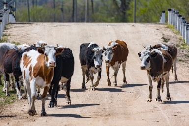 Стадо на трассе: в Приморье автомобиль снёс коров в ночном ДТП