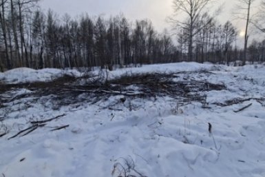 Подозреваемого в незаконной рубке леса задержали в Хабаровском крае Пресс-служба УМВД России по Хабаровскому краю