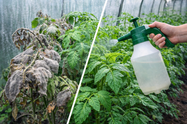 Дачники, 1 раствор в теплицу — и серой гнили больше нет: Как работает средство
