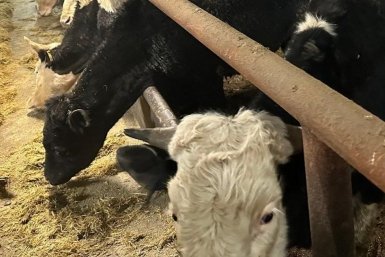 Окончено расследование уголовного дела о жестоком обращении с животными в Оле