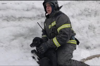 Двух собак спасли на пожаре в столице Камчатки