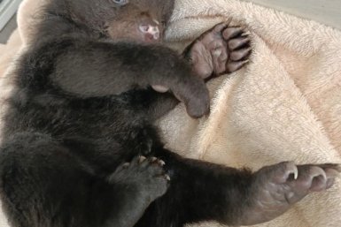 Медвежонок-сирота Управление охотничьего хозяйства правительства Хабаровского края