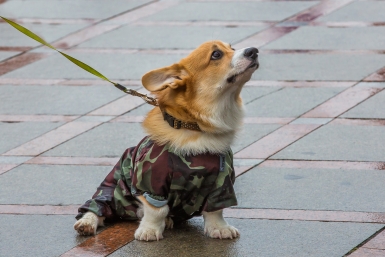 Собака Мария Смитюк, ИА PrimaMedia