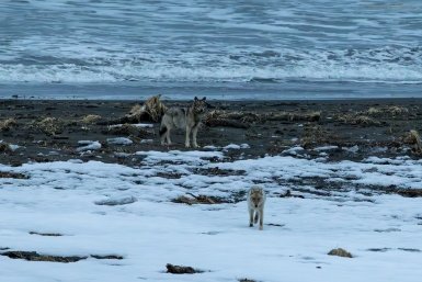 Новость дня