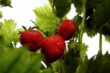 Клубника мечты — не в магазине, а на своей грядке: сладкая, но не приторная