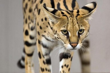 За попытку вывезти через аэропорт Сочи сервала осудили жительницу Севастополя