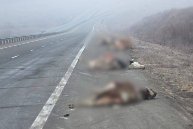 "Раскидало трупы по трассе": мощное ночное ДТП потрясло приморцев