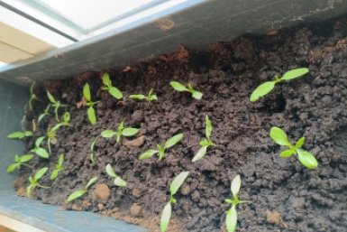 1 коробок после пикировки — рассада будет крепче молодых дубков, коренастая и здоровая