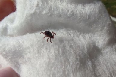 Информацию о нашествии новых “клещей-мутантов” опровергли на Ставрополье