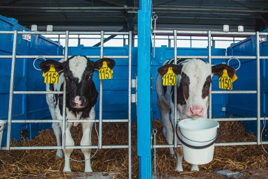Запрет на ввоз скота и мяса из Ставрополья и ряда регионов ввела Беларусь