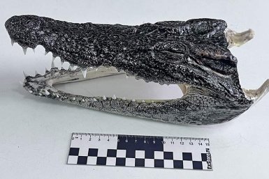 Сувенир не прошел рентген: сибирская таможня задержала головы крокодилов