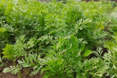 Для хранения - лучше всех: какой сорт моркови удивляет лежкостью, не гниет и не вянет