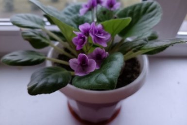 Добавила в воду для полива мумие и спирулину из аптеки — и корни фиалок больше не гниют, а цветы радуют круглый год