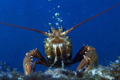 Креветки наступают: дальневосточные мигранты обжили Азовское море в районе Крыма