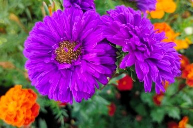 Из 1000000 сортов выбираю только 1: астры цветут пышно и долго - для любого региона и климата