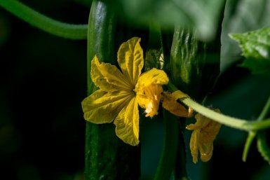 Аграрии Краснодарского края бьют рекорды по сбору тепличных овощей