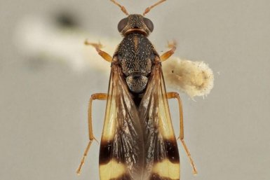 Профилактика трипсов на даче: ловушки и настои за 300 рублей