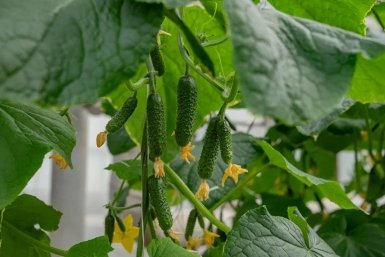 Первые местные тепличные огурцы появились на рынках Севастополя и Крыма