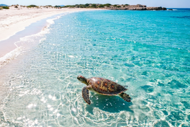 Лечу на турецкие Мальдивы в мае — лазурное море, белый песочек и черепахи: об этом месте знают только местные
