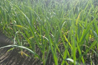 Желтый чеснок - прошлый век: агроном Давыдова рассказала, как добиться идеальной зелени на грядке