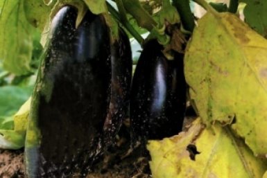 Грядка баклажанов - словно конвейер: ведра плодов каждый год, если следовать этим правилам ухода