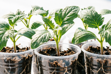 Трясу семенами в марте — урожай "прет" без остановки до заморозков: в чем секрет