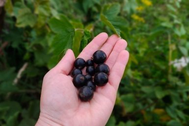 3 ложки - и мелкая кислая смородина в прошлом: крупные сладкие ягоды больше не мечта, а реальность