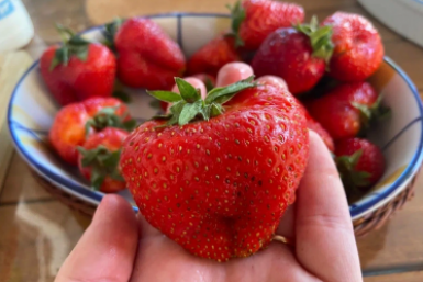 Клубнике после схода снега - сразу же: ягоды потом крупнее яблок и слаще арбуза