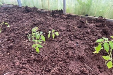 Бросила всего 2 кристаллика марганцовки в 200-литровую бочку — и кристально чистая вода без капли зелени и слизи на всё лето