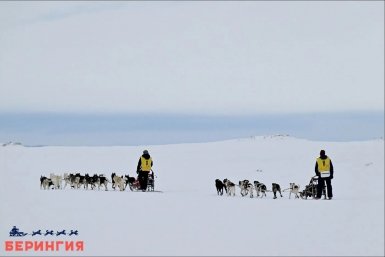 На Камчатке после вынужденного перерыва каюры "Берингии-2026" вышли на старт 