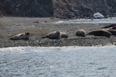 Более тысячи бельков родилось в Дальневосточном морском заповеднике в этом сезоне