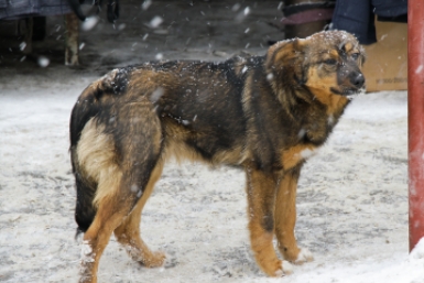 Еще 11 бездомных собак отловили в Усть-Куте