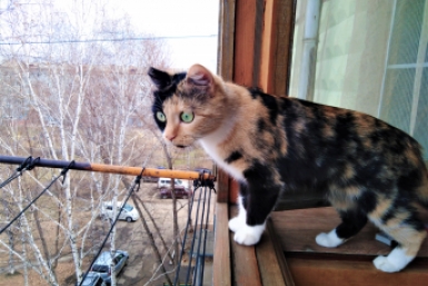 За какие вещи на балконе можно получить штраф до 15 тысяч рублей