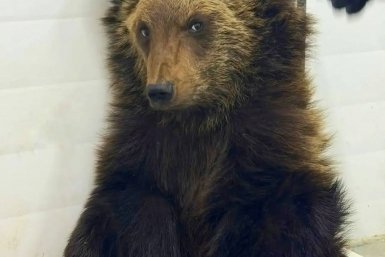 Маленький медвежонок стал пациентом ветгоспиталя питомника "К9" в Иркутске