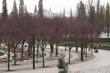 В краснодарском парке Галицкого появляются розовые облака цветущей сливы нигра