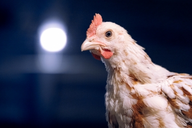 Опасную "курочку" перехватили специалисты в Приморье