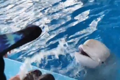 "Так и хочется потискать": маленькая белуха "пошалила" с тренерами — вот что произошло