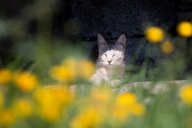 Беру вилки и несу в огород: соседские коты перестали портить грядки — щадящий и рабочий метод