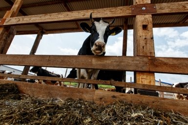 Кубанским фермерам рекомендовали не пускать туристов на животноводческие фермы Александр Хитров